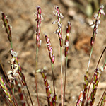 Mibora minima - Zwerggras
