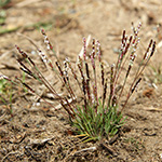 Mibora minima - Zwerggras