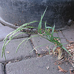 Muhlenbergia mexicana - Mexikanischer Tropfensame
