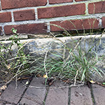 Muhlenbergia mexicana - Mexikanischer Tropfensame
