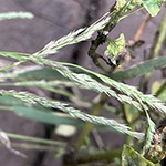 Muhlenbergia mexicana - Mexikanischer Tropfensame