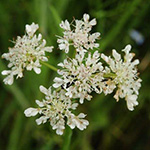 Oenanthe fistulosa - Röhriger Wasserfenchel