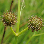 Oenanthe fistulosa - Röhriger Wasserfenchel