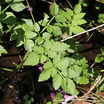 Oenanthe javanica - Java-Wasserfenchel