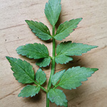 Oenanthe javanica - Java-Wasserfenchel