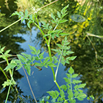 Oenanthe javanica - Java-Wasserfenchel