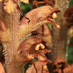 Orobanche rapum-genistae - Ginster-Sommerwurz