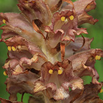 Orobanche rapum-genistae - Ginster-Sommerwurz