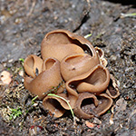 Otidea alutacea - Ledergelber Öhrling