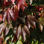 Parthenocissus tricuspidata - Dreilappige Jungfernrebe