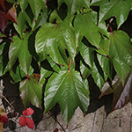 Parthenocissus tricuspidata - Dreilappige Jungfernrebe