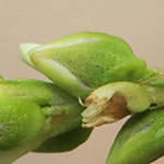 Persicaria hydropiper - Wasserpfeffer
