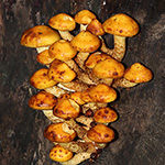 Pholiota adiposa - Schleimiger Schüppling