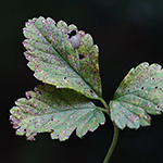 Phragmidium mexicanum - Scheinerdbeerrost