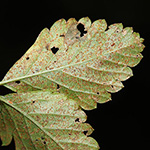 Phragmidium mexicanum - Scheinerdbeerrost