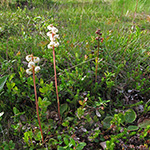 Pyrola media - Mittleres Wintergrün