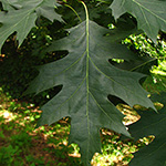Quercus coccinea - Scharlach-Eiche