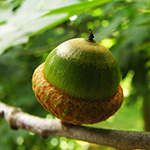 Quercus coccinea - Scharlach-Eiche