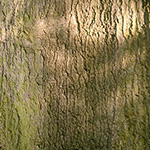 Quercus coccinea - Scharlach-Eiche