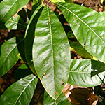Quercus imbricaria - Schindel-Eiche