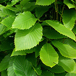 Quercus pontica - Pontische Eiche