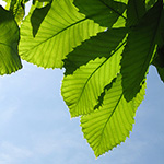 Quercus pontica - Pontische Eiche