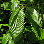 Quercus pontica - Pontische Eiche