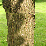 Quercus pontica - Pontische Eiche