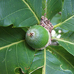 Quercus pontica - Pontische Eiche