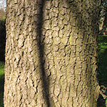 Quercus ×rosacea - Bastard-Eiche