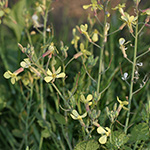 Raphanus raphanistrum - Acker-Rettich