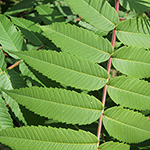 Rhus typhina - Essigbaum