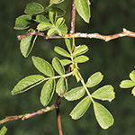 Rosa agrestis - Acker-Rose