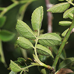 Rosa agrestis - Acker-Rose