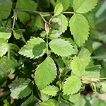 Rosa arvensis - Kriechende Rose