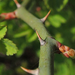Rosa arvensis - Kriechende Rose