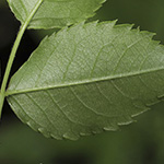 Rosa corymbifera - Hecken-Rose