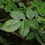 Rosa corymbifera - Hecken-Rose
