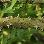 Rosa corymbifera - Hecken-Rose