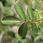 Rosa elliptica - Kleinblättrige Rose