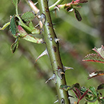 Rosa elliptica - Kleinblättrige Rose
