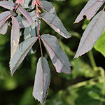 Rosa glauca - Rotblättrige Rose