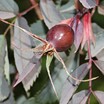Rosa glauca - Rotblättrige Rose