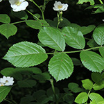 Rosa multiflora - Vielblütige Rose