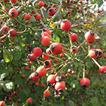 Rosa multiflora - Vielblütige Rose