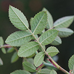 Rosa rubiginosa - Wein-Rose