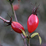 Rosa rubiginosa - Wein-Rose