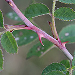Rosa rubiginosa - Wein-Rose