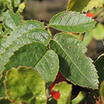 Rosa rubiginosa - Wein-Rose