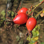Rosa rubiginosa - Wein-Rose